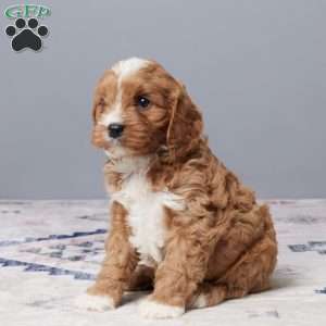 Oliver, Cavapoo Puppy